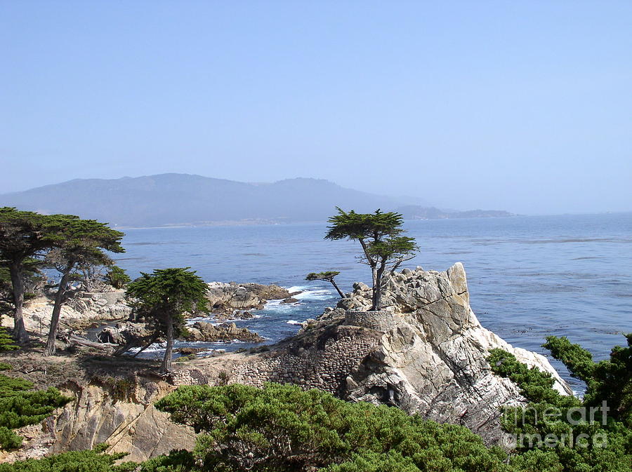 Lone Cypress #1 Photograph by Bev Conover