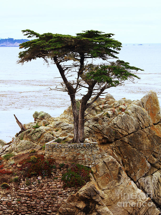 Lone Cypress Photograph
