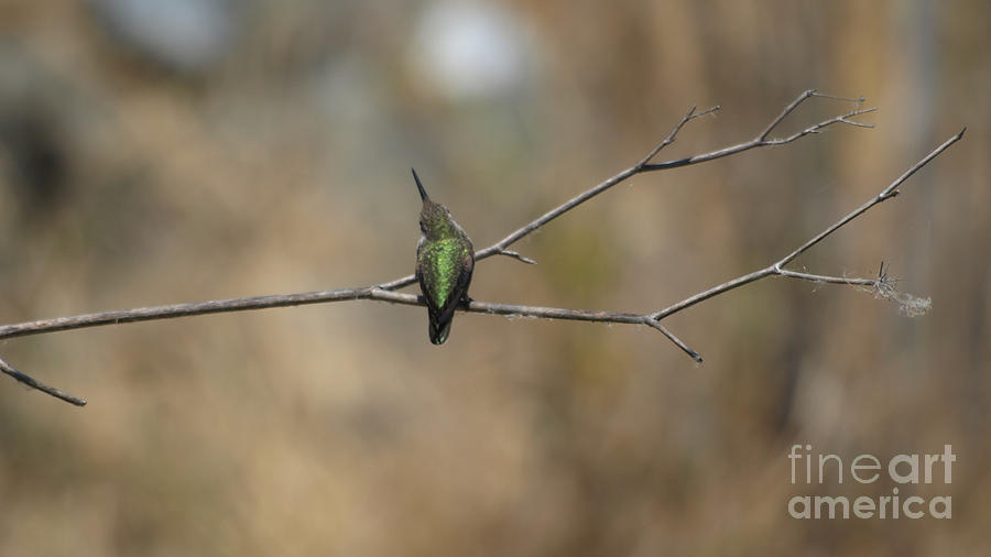 Lone Hummingbird #1 Photograph by Jacklyn Duryea Fraizer