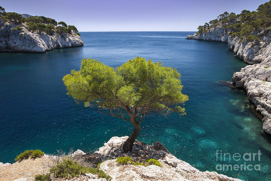 Lone Pine Tree Provence France Photograph by Brian Jannsen