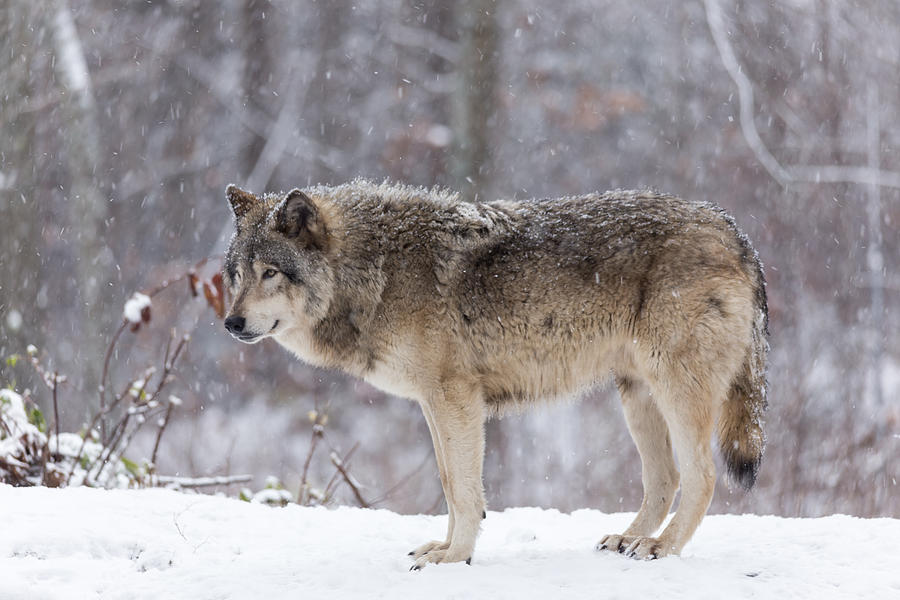 Lone Timber Wolf #1 Photograph by Josef Pittner