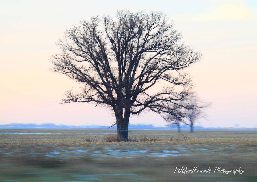 Lone Tree at 70 #1 Photograph by PJQandFriends Photography