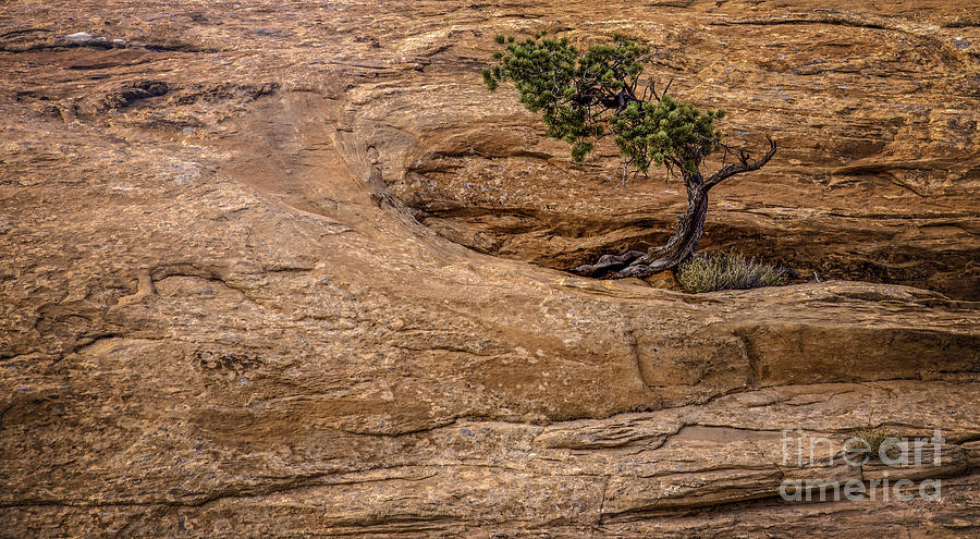 Lone Tree #1 Photograph by David Waldrop