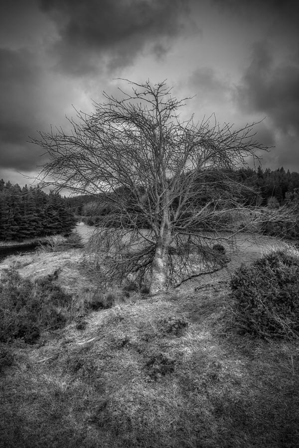 Lone Tree #1 Photograph by Ian Mitchell