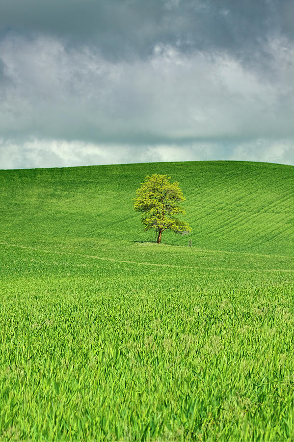 Lone Tree In Rolling Hills Of Wheat Photograph By Terry Eggers | Pixels