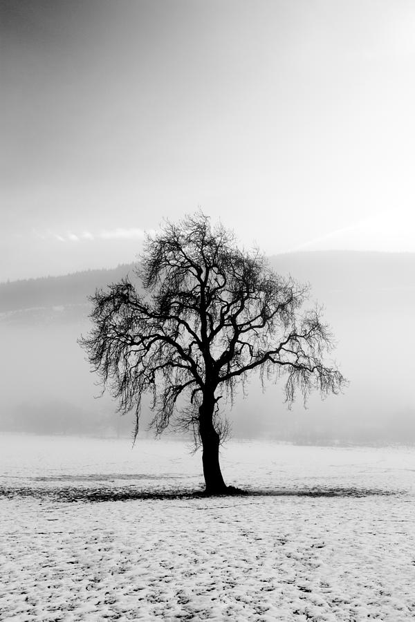 Lone tree in the snow #1 Photograph by Grant Glendinning