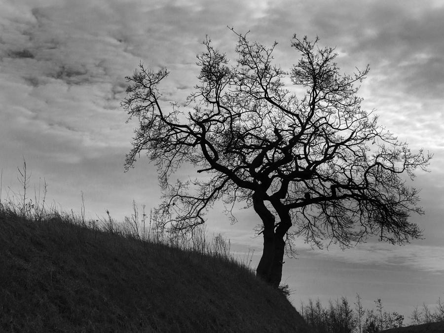 Black And White Photograph - Lone tree #1 by Inge Riis McDonald