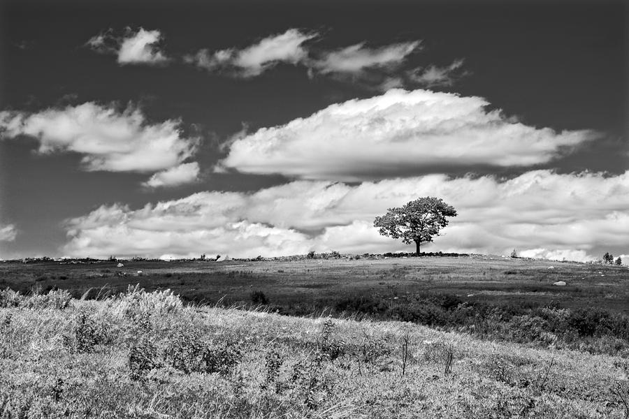 Lone Tree and Sky In Blueberry Field Maine Photograph  Photograph by Keith Webber Jr
