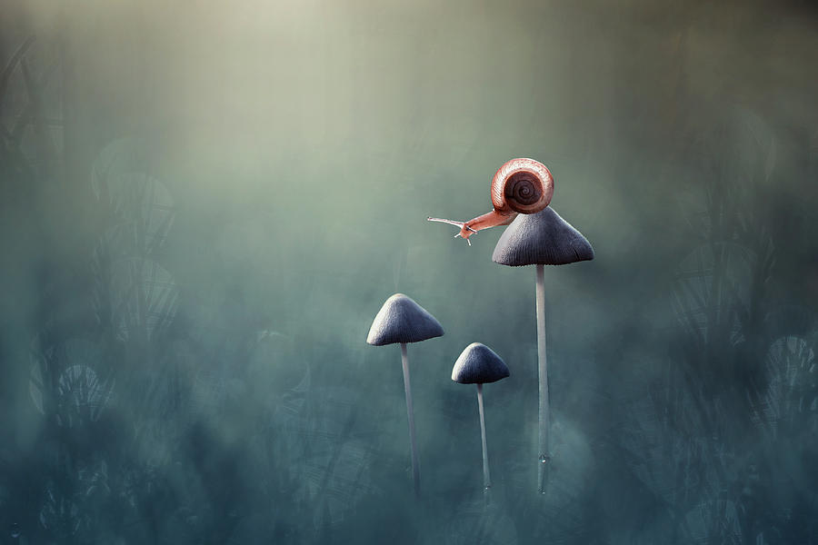 Mushroom Photograph - Lonely #1 by Edy Pamungkas