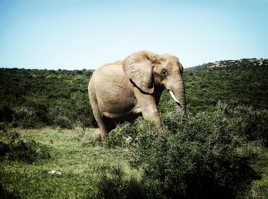 Elephant Photograph - Lonely Giant #1 by Ryan Wyckoff