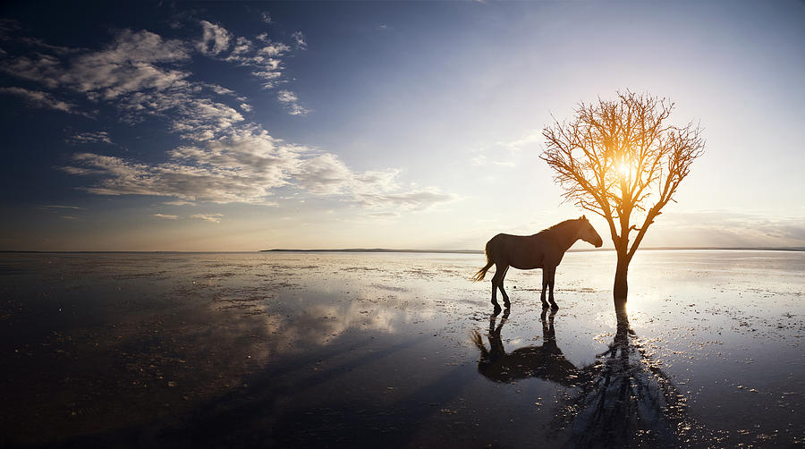 Lonely Horse #1 Photograph by 101cats