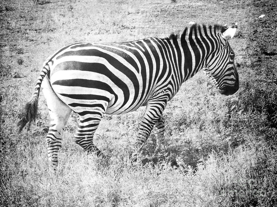Zebra Photograph - Lonely Stripes #2 by Adrian Bratoi