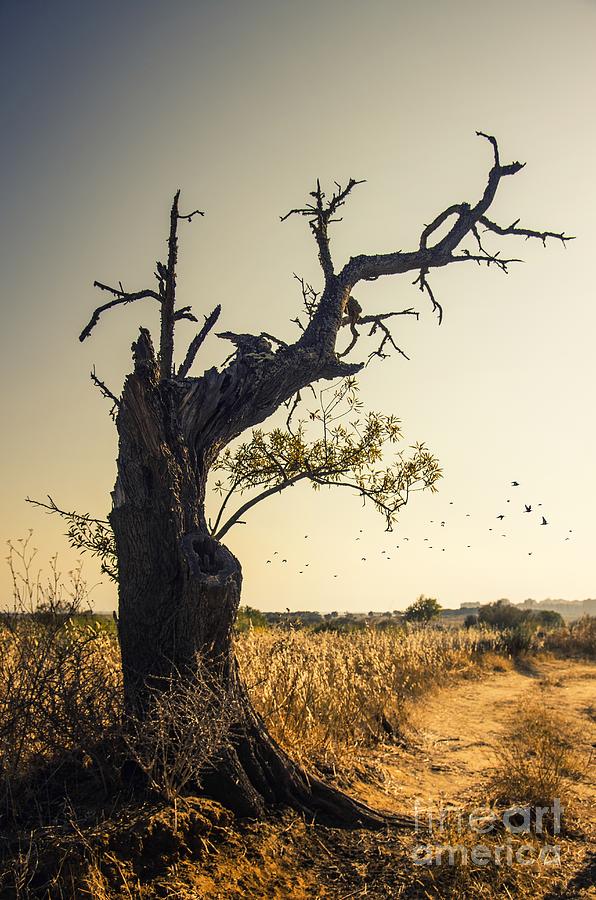 Nature Photograph - Lonely Tree #1 by Carlos Caetano