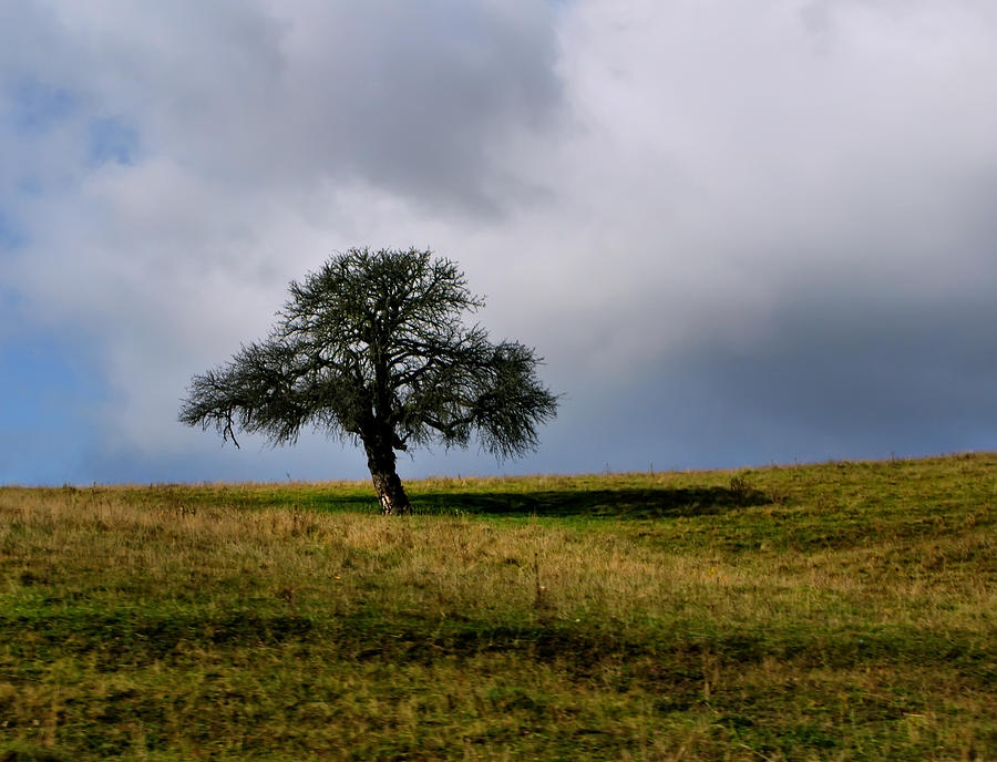 Lonely tree #1 Photograph by Daliana Pacuraru