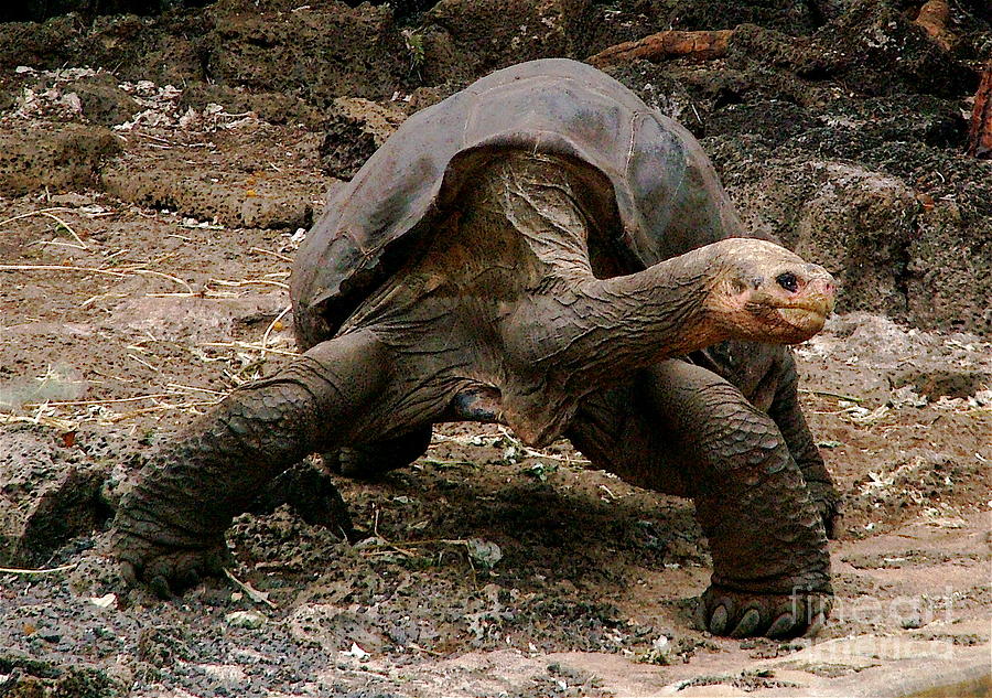 Lonesome George Photograph By Fabian Romero Davila - Fine Art America