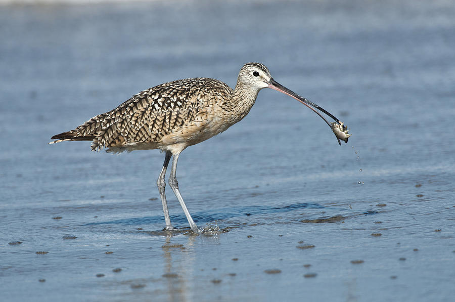 Long-billed Curlew #1 Photograph by Anthony Mercieca