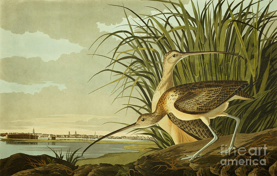 John James Audubon Painting - Long Billed Curlew #2 by Celestial Images