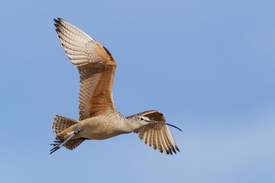 Curlew Photograph - Long-billed Curlew #1 by Ken Archer