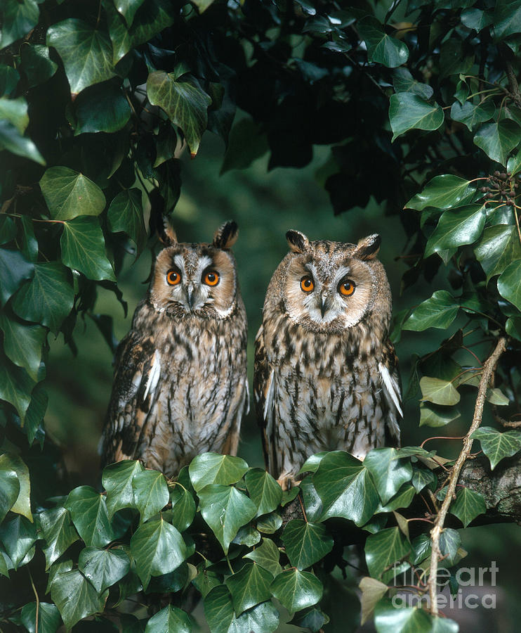 Long-eared Owl #1 Photograph by Hans Reinhard