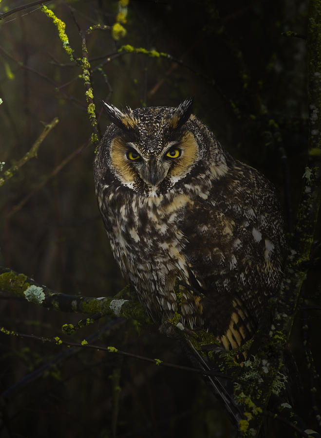 Long Eared Owl Photograph