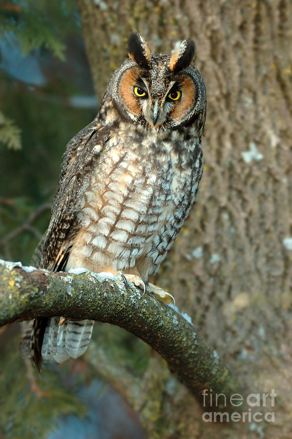 Long Eared Owl #1 Photograph by Scott Linstead