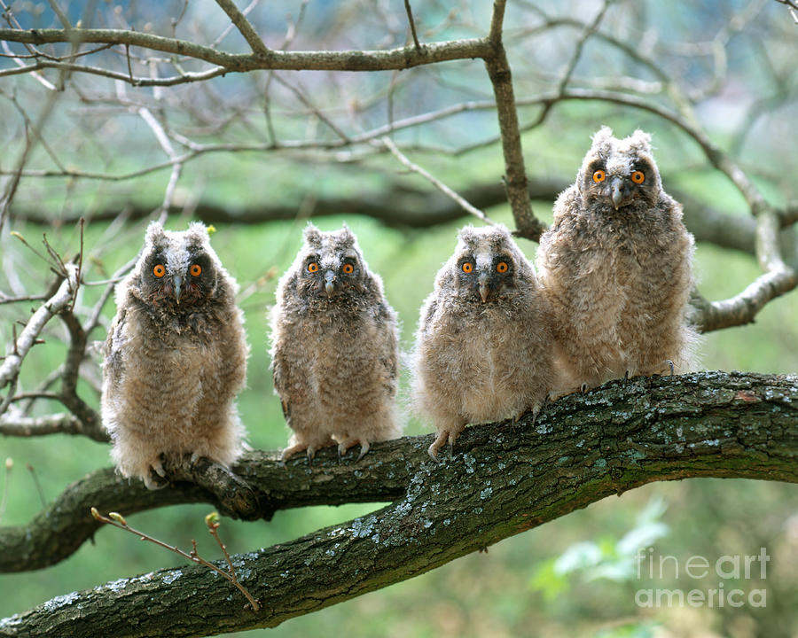 Long-eared Owls #1 Photograph by Hans Reinhard
