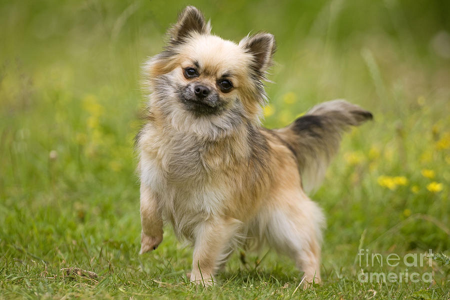 Dog Photograph - Long-haired Chihuahua #1 by Jean-Michel Labat