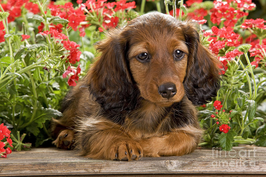 Long-haired Dachshund #1 Photograph by Jean-Michel Labat