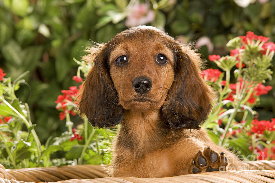 Long-haired Dachshund Puppy Photograph by Jean-Michel Labat - Pixels