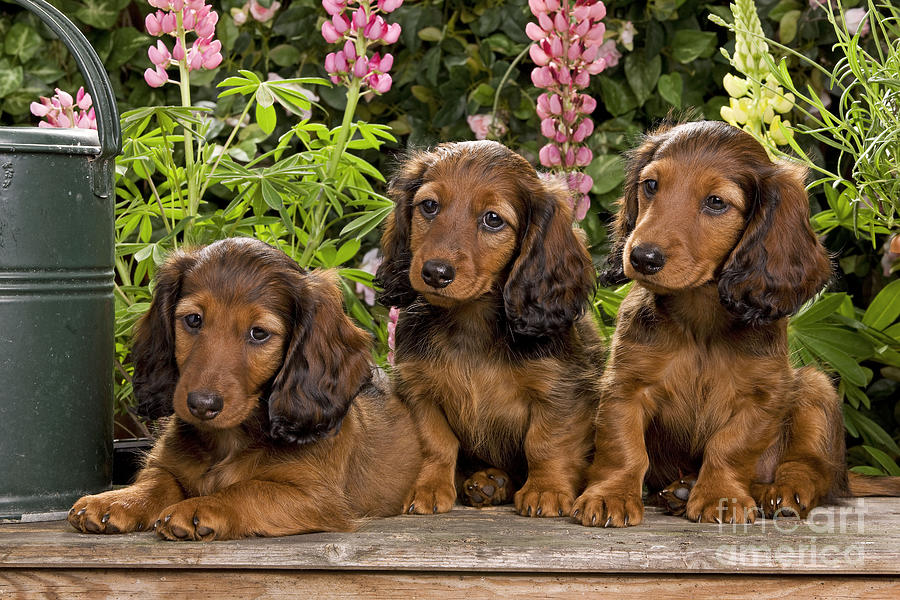 Long-haired Dachshunds #4 Photograph by Jean-Michel Labat