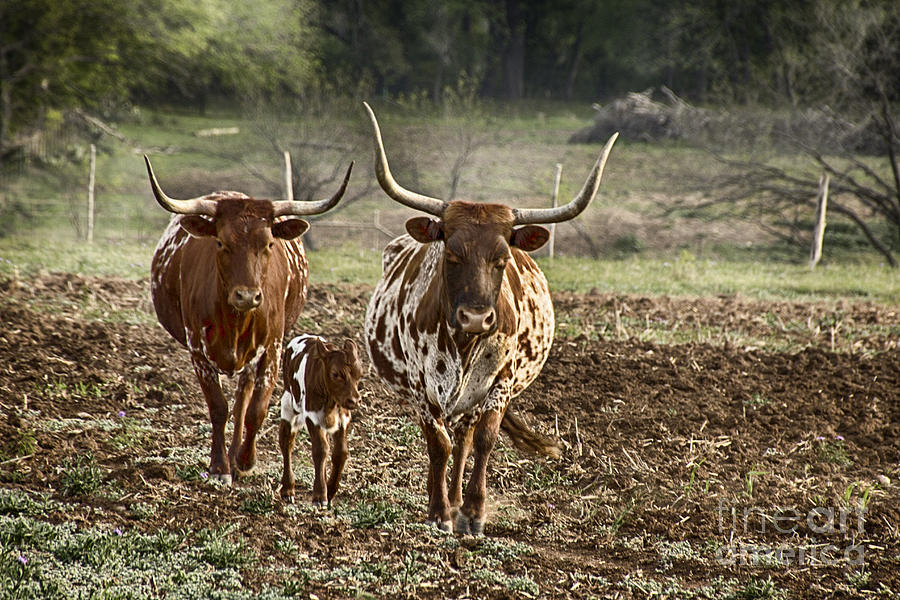 Cow Photograph - Long Horn Cattle #1 by Douglas Barnard