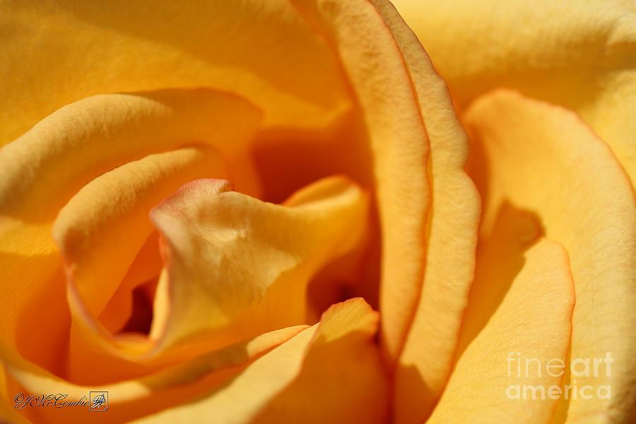 Long-Stemmed Golden Yellow Rose #1 Photograph by J McCombie