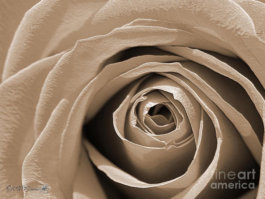 Long-Stemmed Rose #1 Photograph by J McCombie