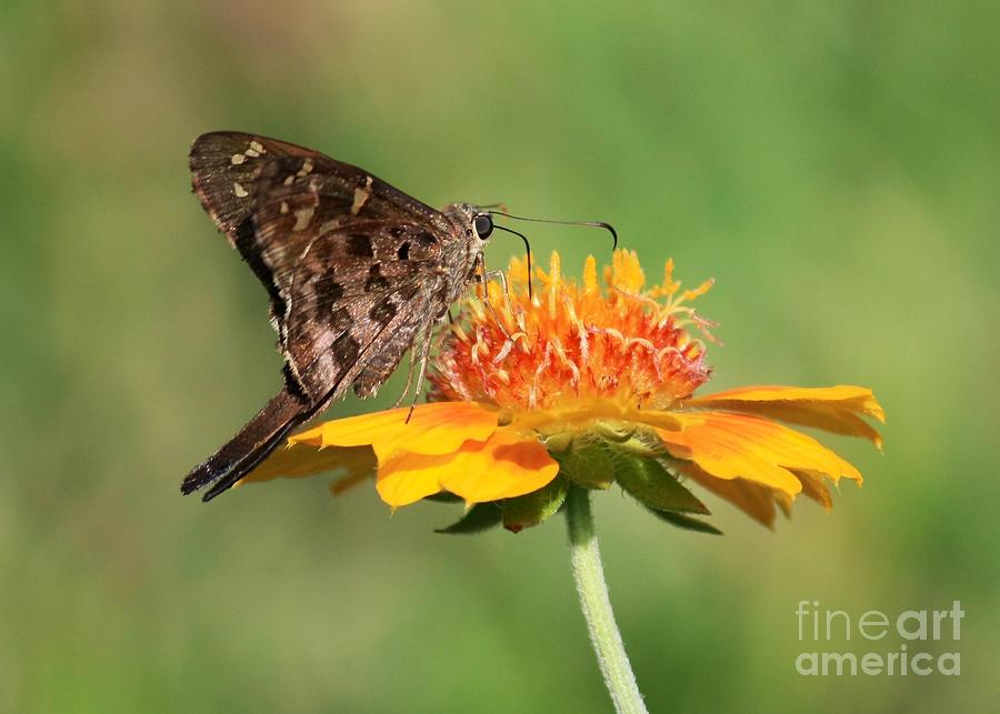 Long-Tailed Skipper on Flower #1 Photograph by Carol Groenen