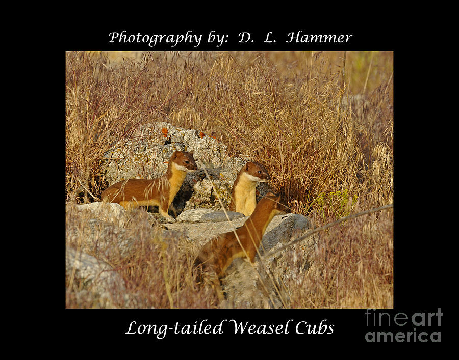 Long-tailed Weasel Cubs #1 Photograph by Dennis Hammer