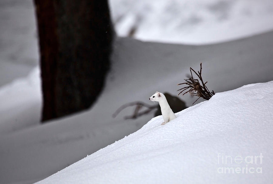 Yellowstone National Park Photograph - Long-tailed Weasel In Winter #2 by Greg Dimijian