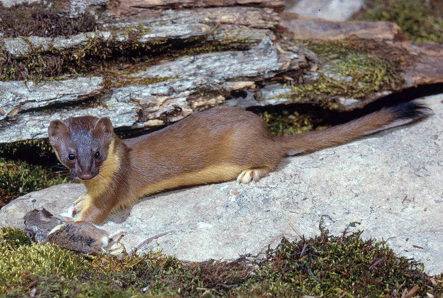 Long-tailed Weasel #1 Photograph by Phil A. Dotson