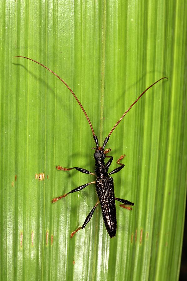 Longhorn Beetle #1 by Dr Morley Read/science Photo Library