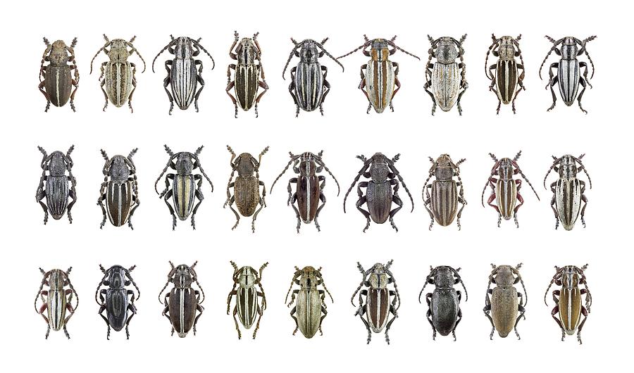 Longhorn Beetles #1 Photograph by F. Martinez Clavel