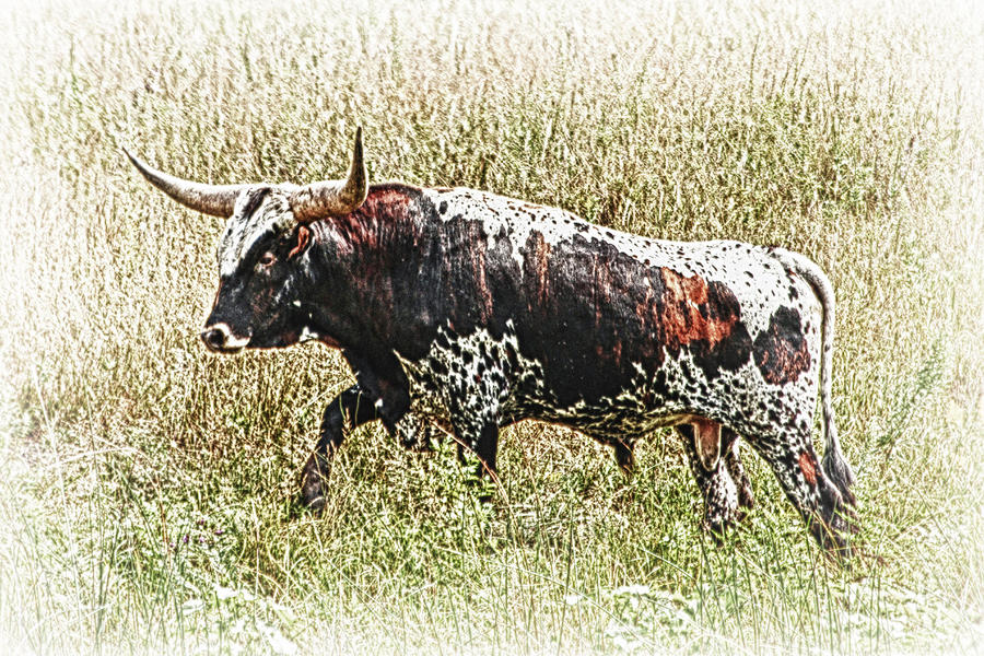 Bull Photograph - Longhorn Bull - A Strong Portrait by Bill Kesler