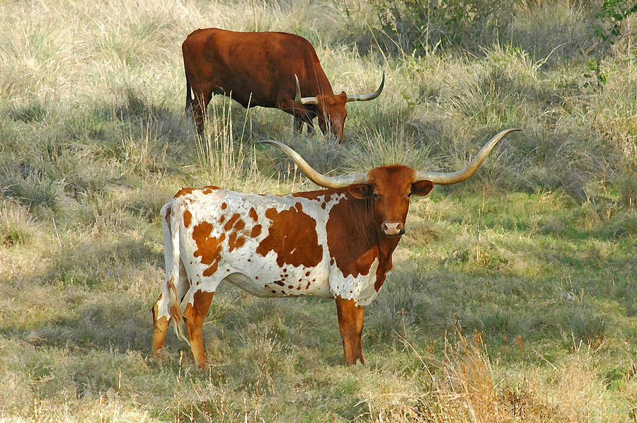 Cow Photograph - Longhorn Duo #1 by Robert Anschutz