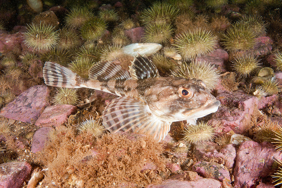 Longhorn Sculpin Photograph by Andrew J. Martinez - Pixels