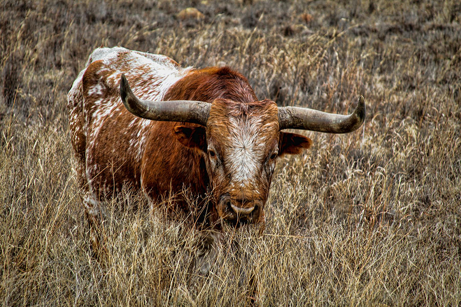 Longhorn #1 Photograph by Tony Grider