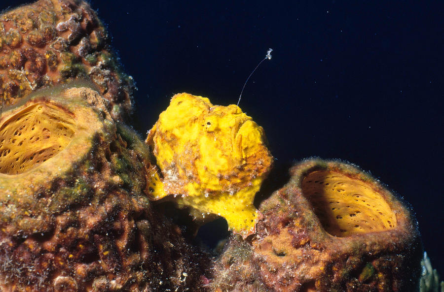 Longlure Frogfish #1 Photograph by Charles Angelo