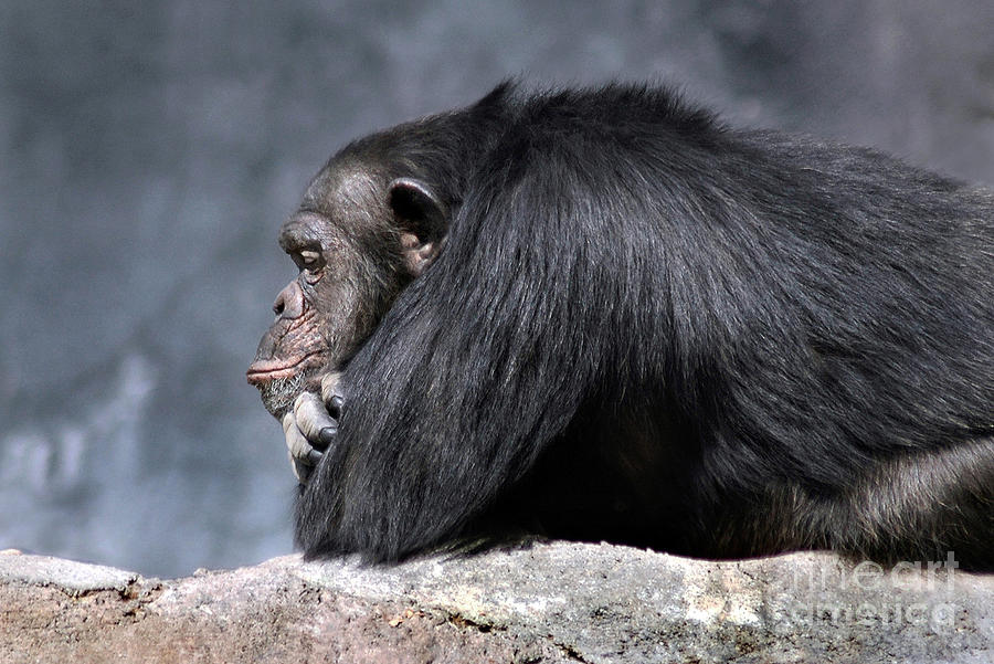 Ape Photograph - Looking Back #1 by Dan Holm
