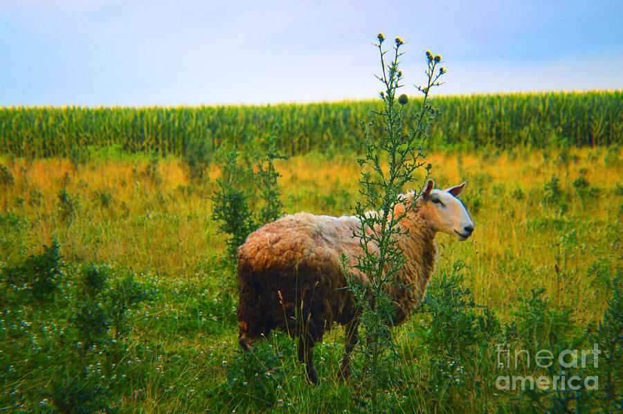 Sheep Photograph - Looking For Company #2 by Tina M Wenger