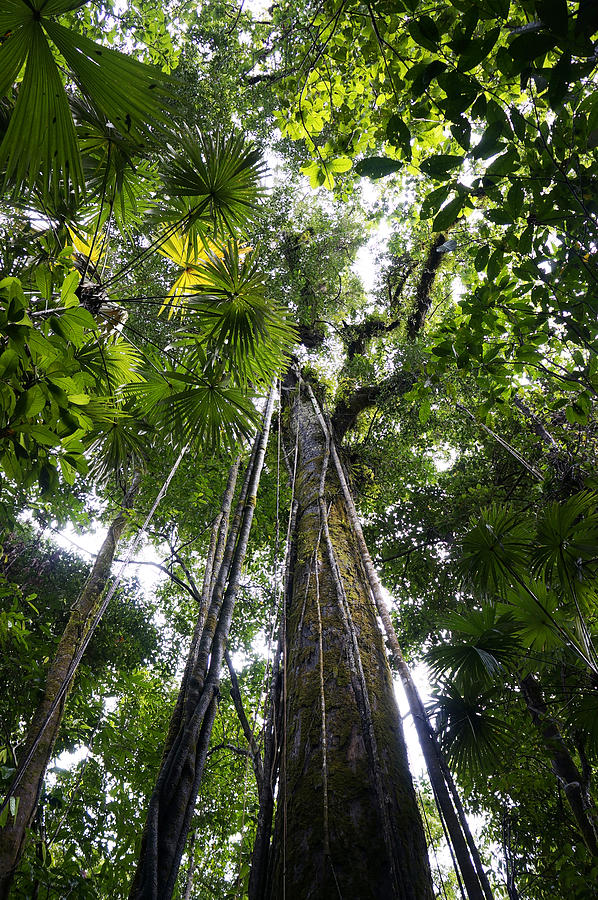 Looking Up To Rainforest Canopy Costa #1 Photograph by Hiroya Minakuchi