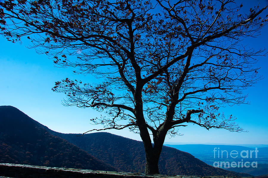 Mountain Photograph - Lookout Tree by Kathy Liebrum Bailey
