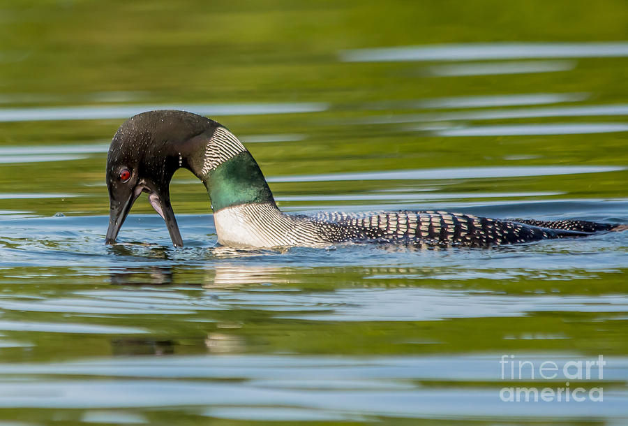 Loon Attack #1 Photograph by Cheryl Baxter