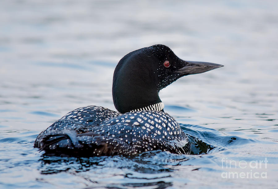 Loon #1 Photograph by Cheryl Baxter
